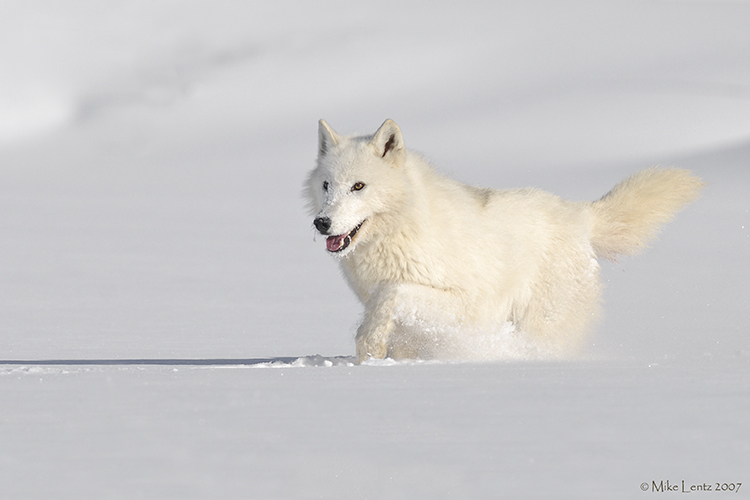 Arctic wolf snow trot