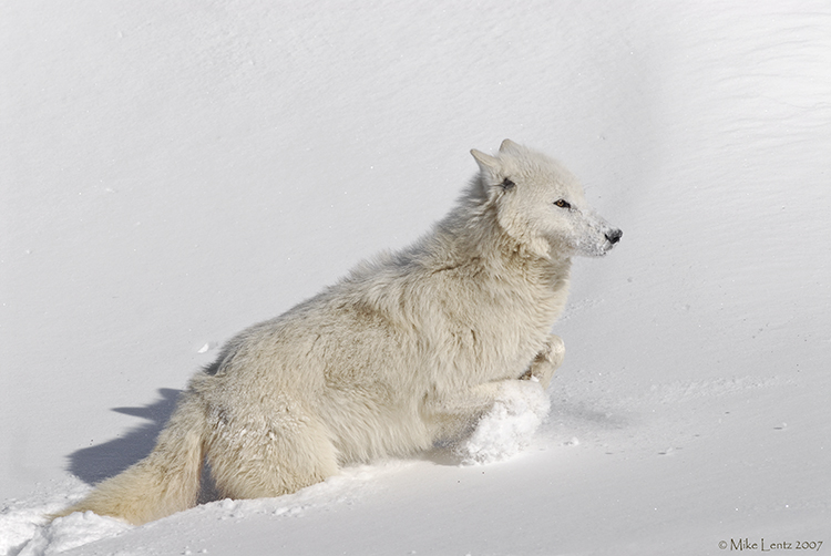 Arctic Wolf uphill climb