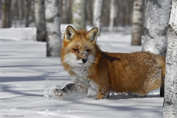 Fox passing through the birch