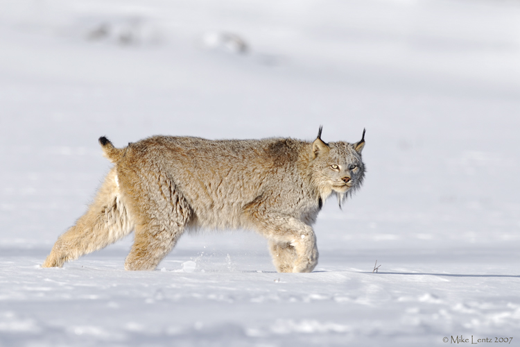 Lynx stalking