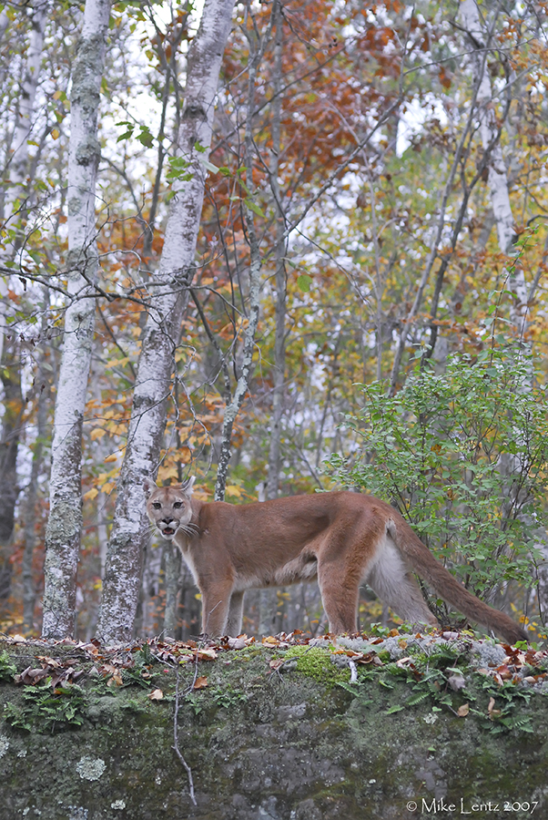 Cougar in birch fall scene