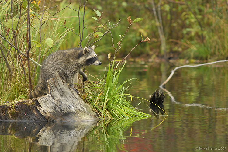 Racoon on point