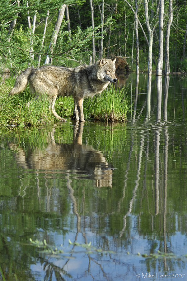 Wolf island view