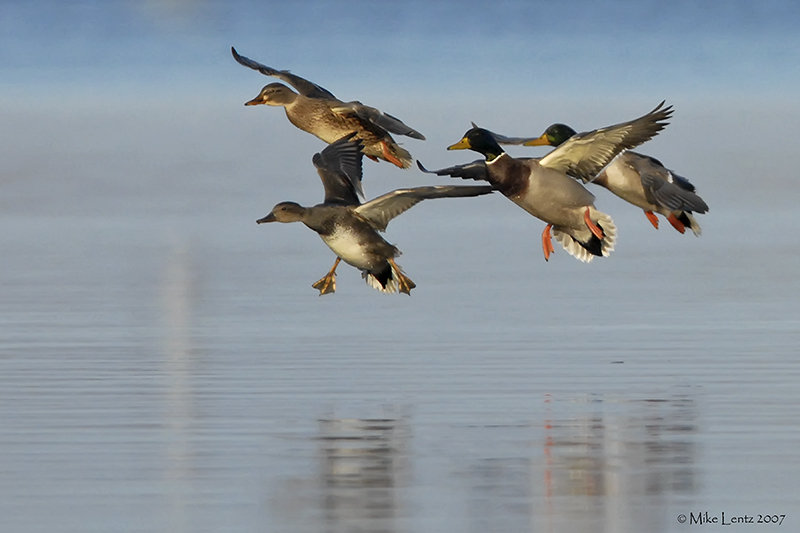 Gadwall leads the landing