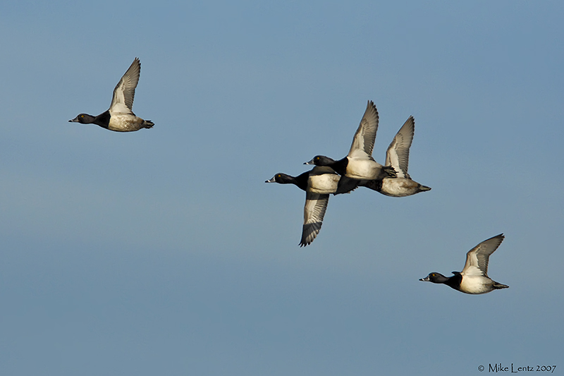 Ringneck flyby
