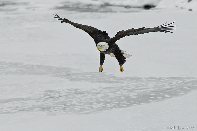 Baldie landing gear down