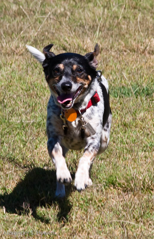 Honey in mid flight