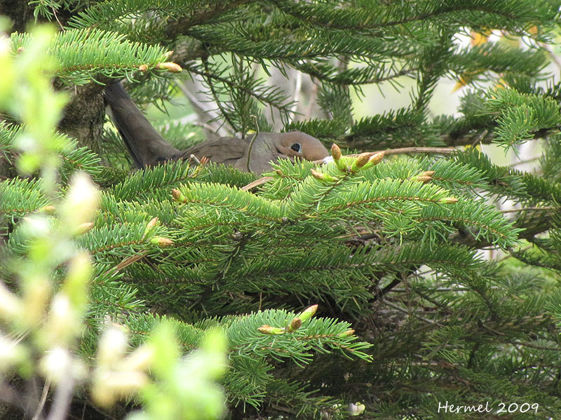 Tourterelle triste - Mourning Dove