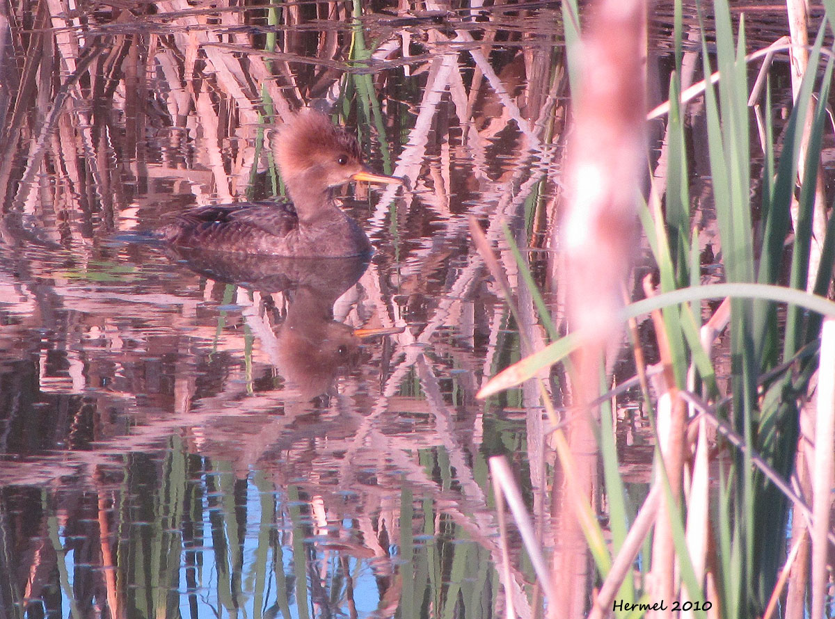 Harle couronne femelle - Female Hooded Merganser