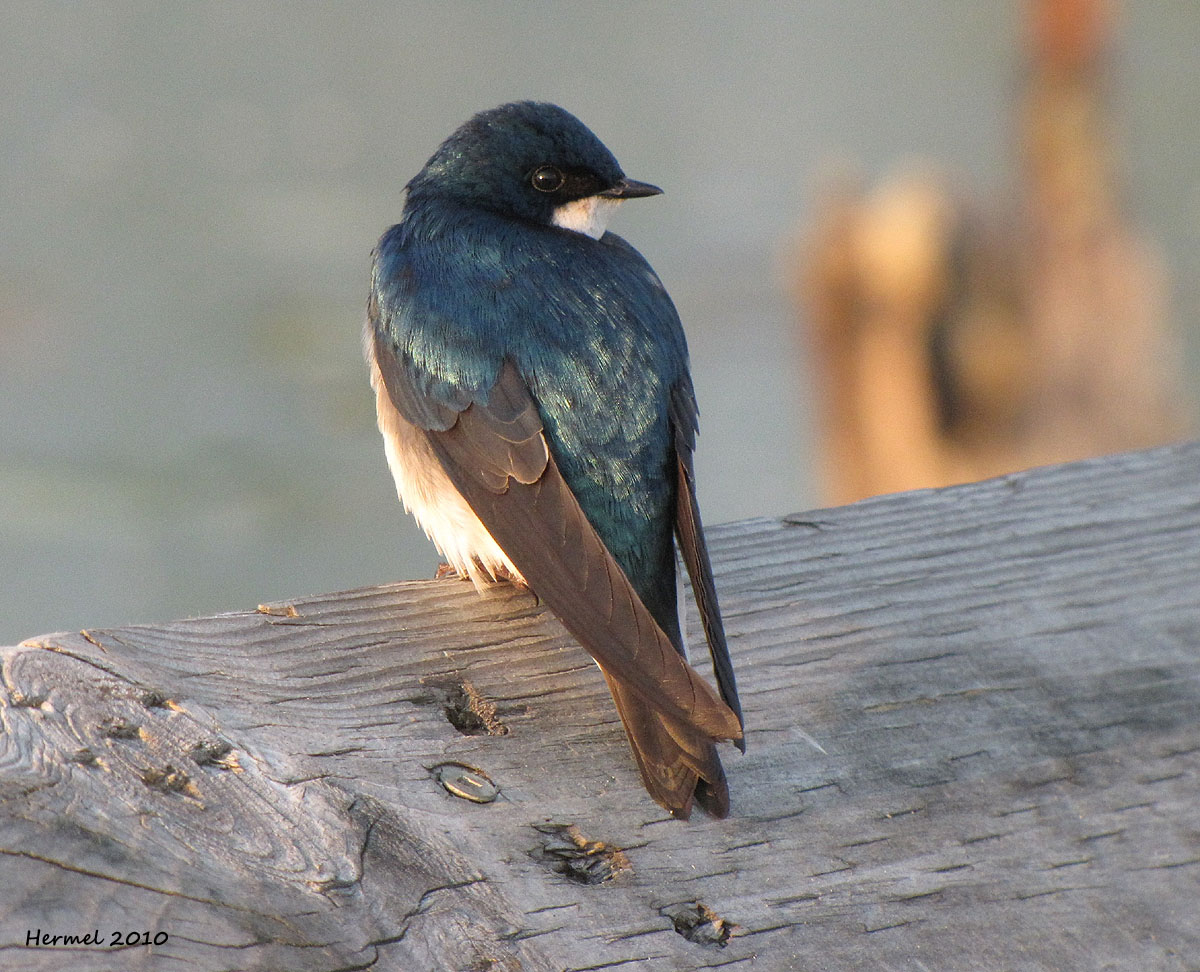 Hirondelle bicolore - Tree Swallow