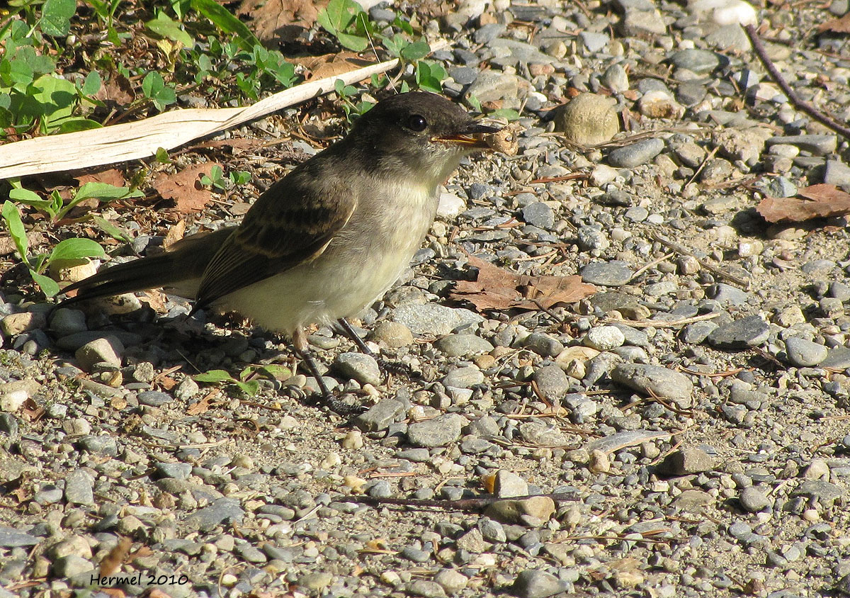 Moucherolle Phbi - Eastern Phoebe