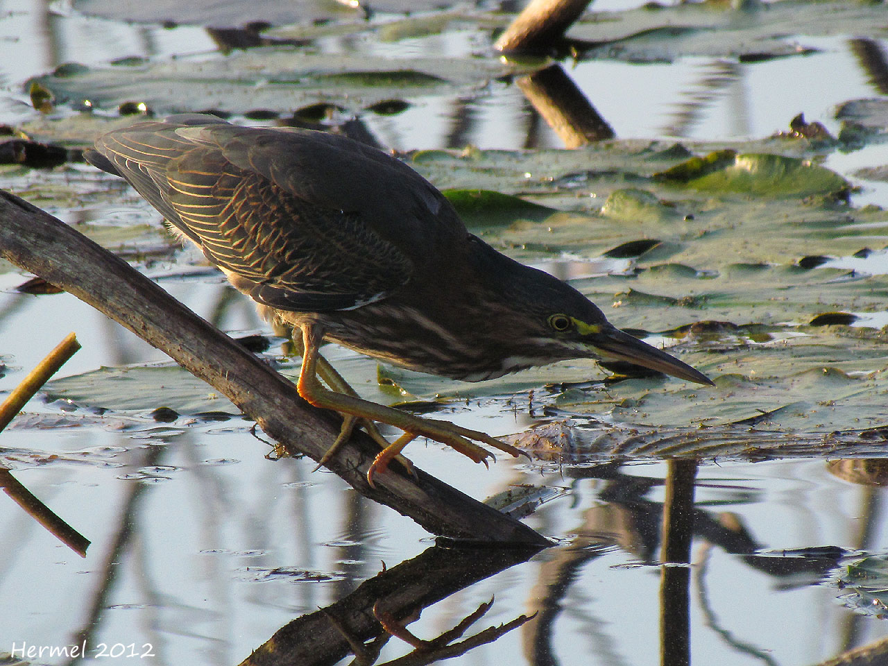 Hron vert - Green Heron