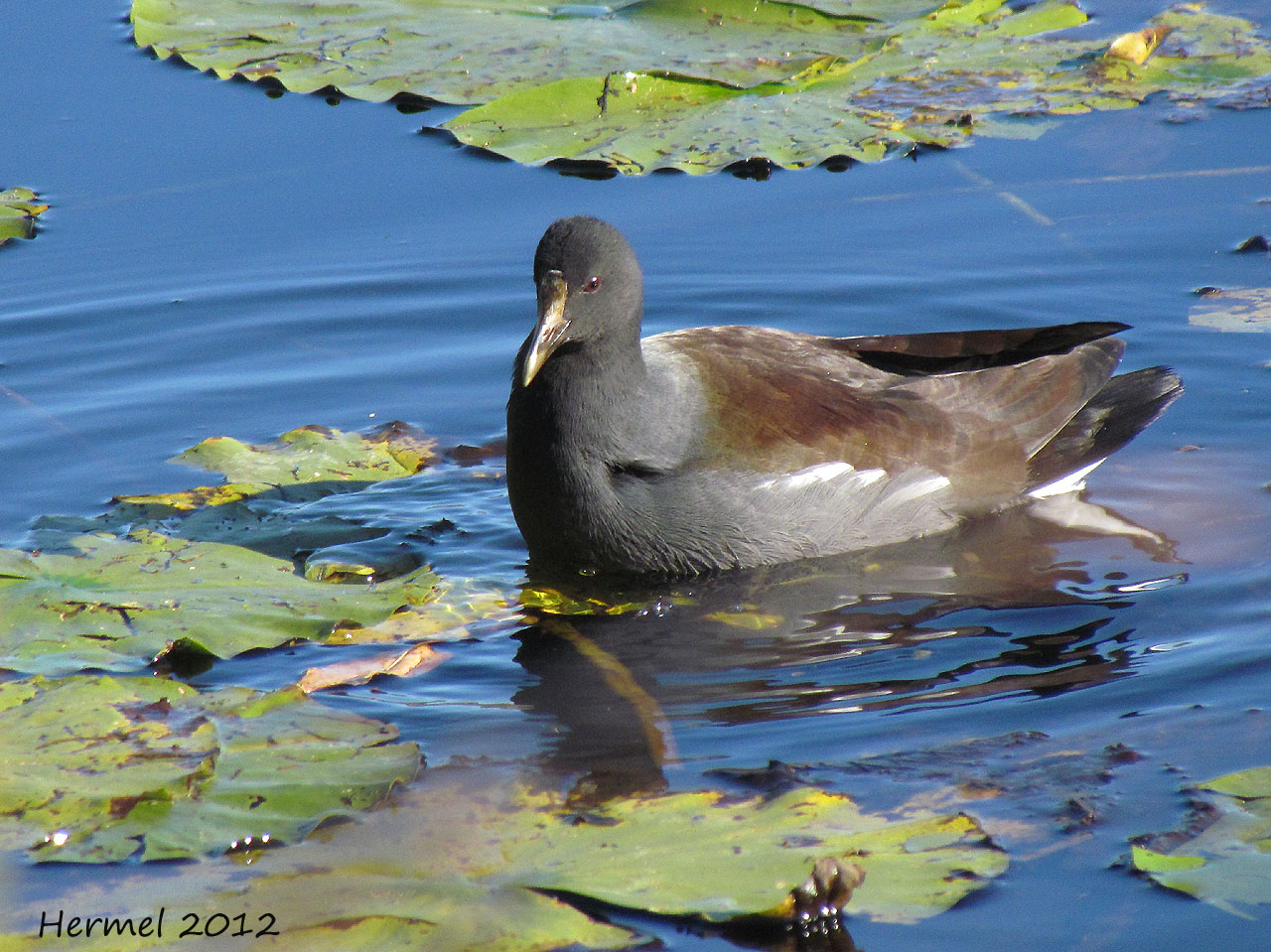 Gallinule - Common Moorhen