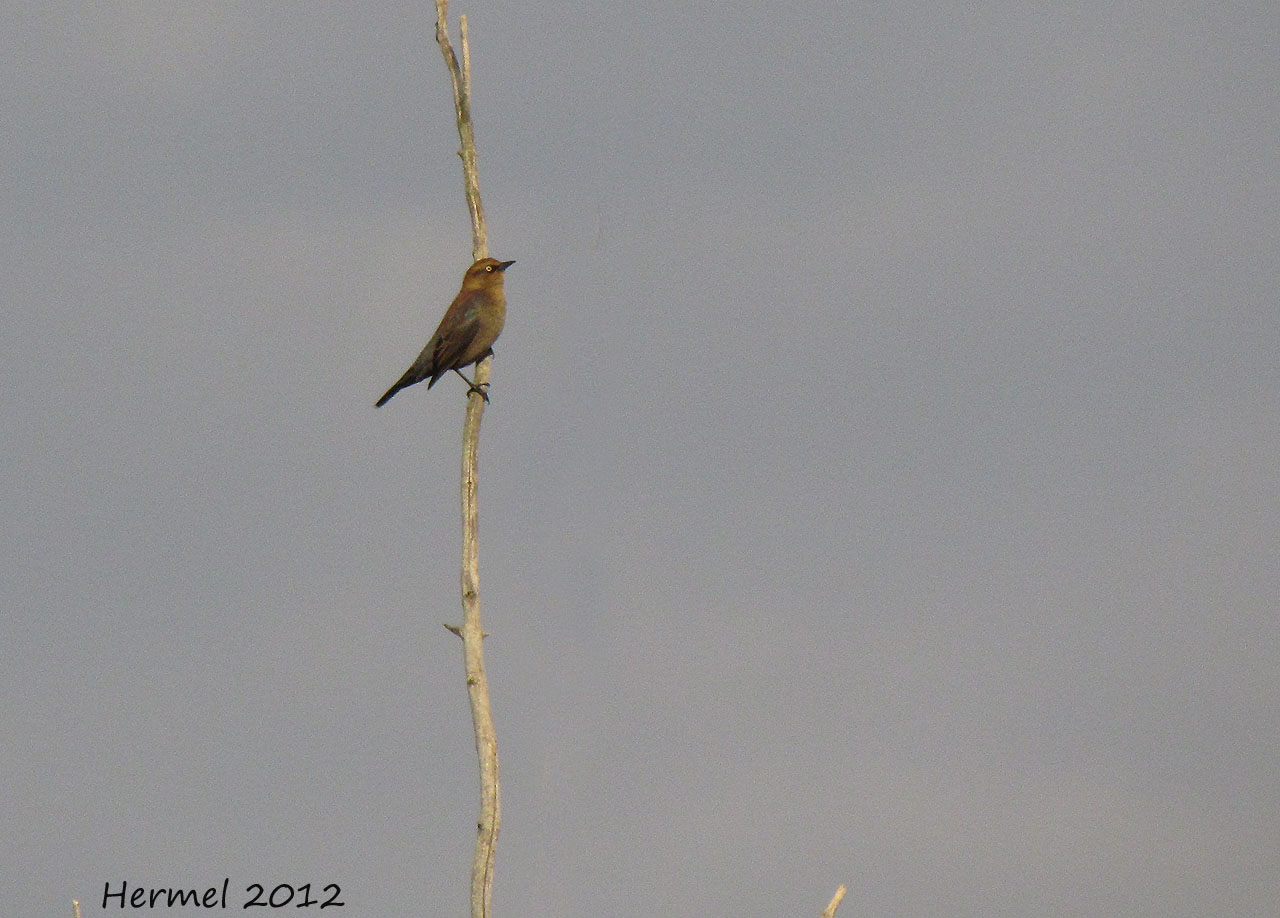 Quiscale rouilleux - Rusty Blackbird
