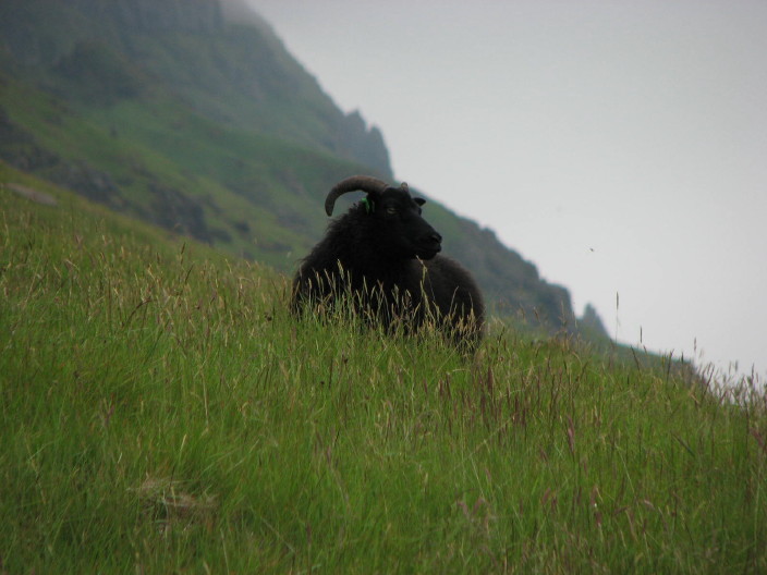 Sheeps of Island