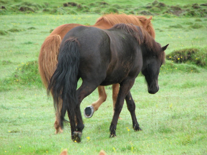 Icelandic Horses
