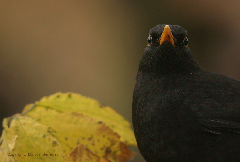 Black bird - Merel