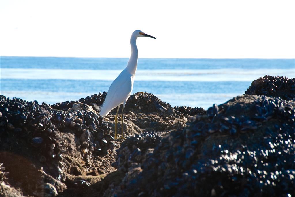 Malibu Egret-4705 (Large).jpg