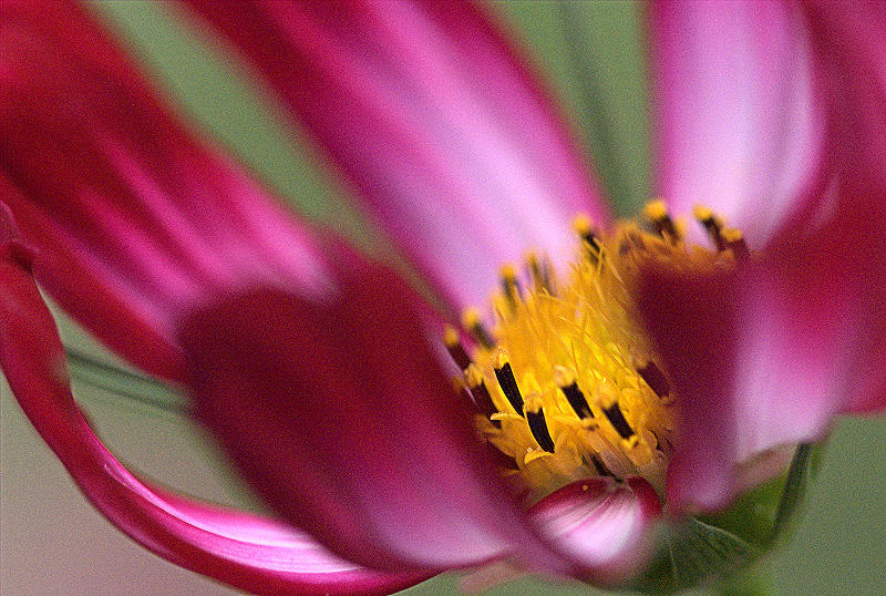 Cosmos