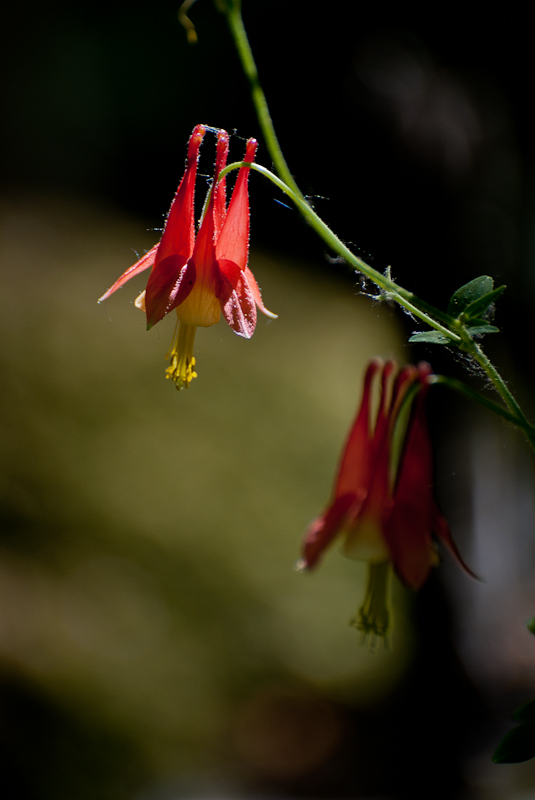 Columbine