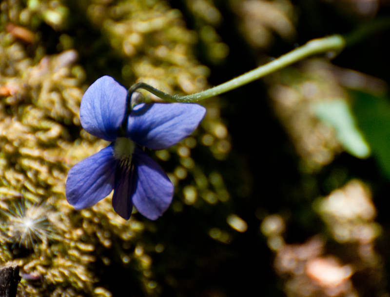 Violet