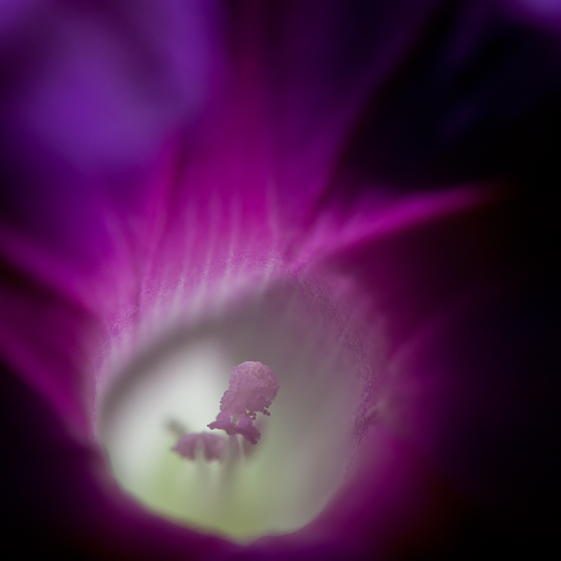 Morning Glory