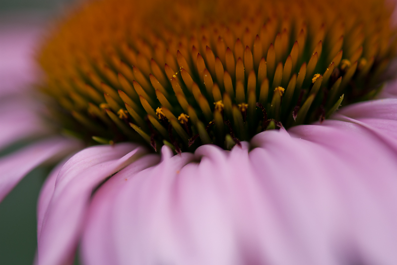 Echinacea