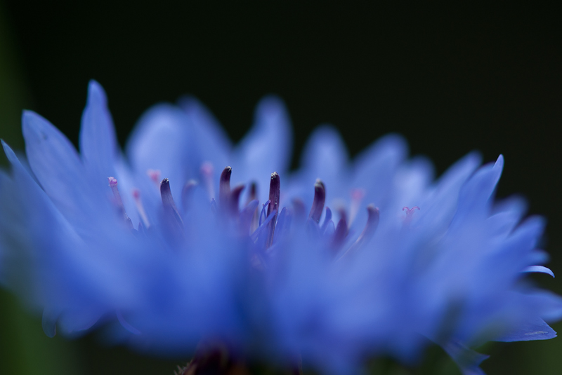 Cornflower 