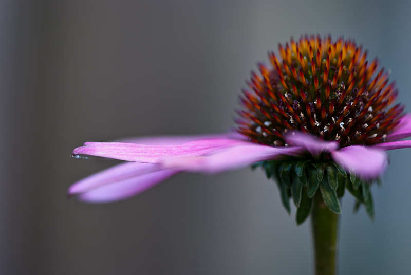 Echinacea