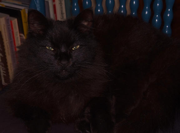 The Cat Came Back....