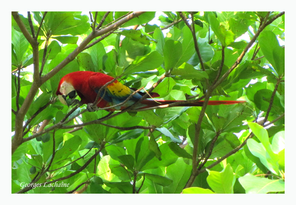 Ara rouge - Scarlet Macaw