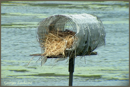 Nichoir  canard contenant un nid de Quiscale bronz