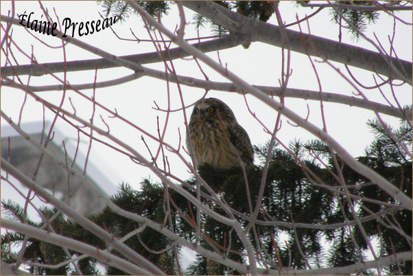 Hibou des marais