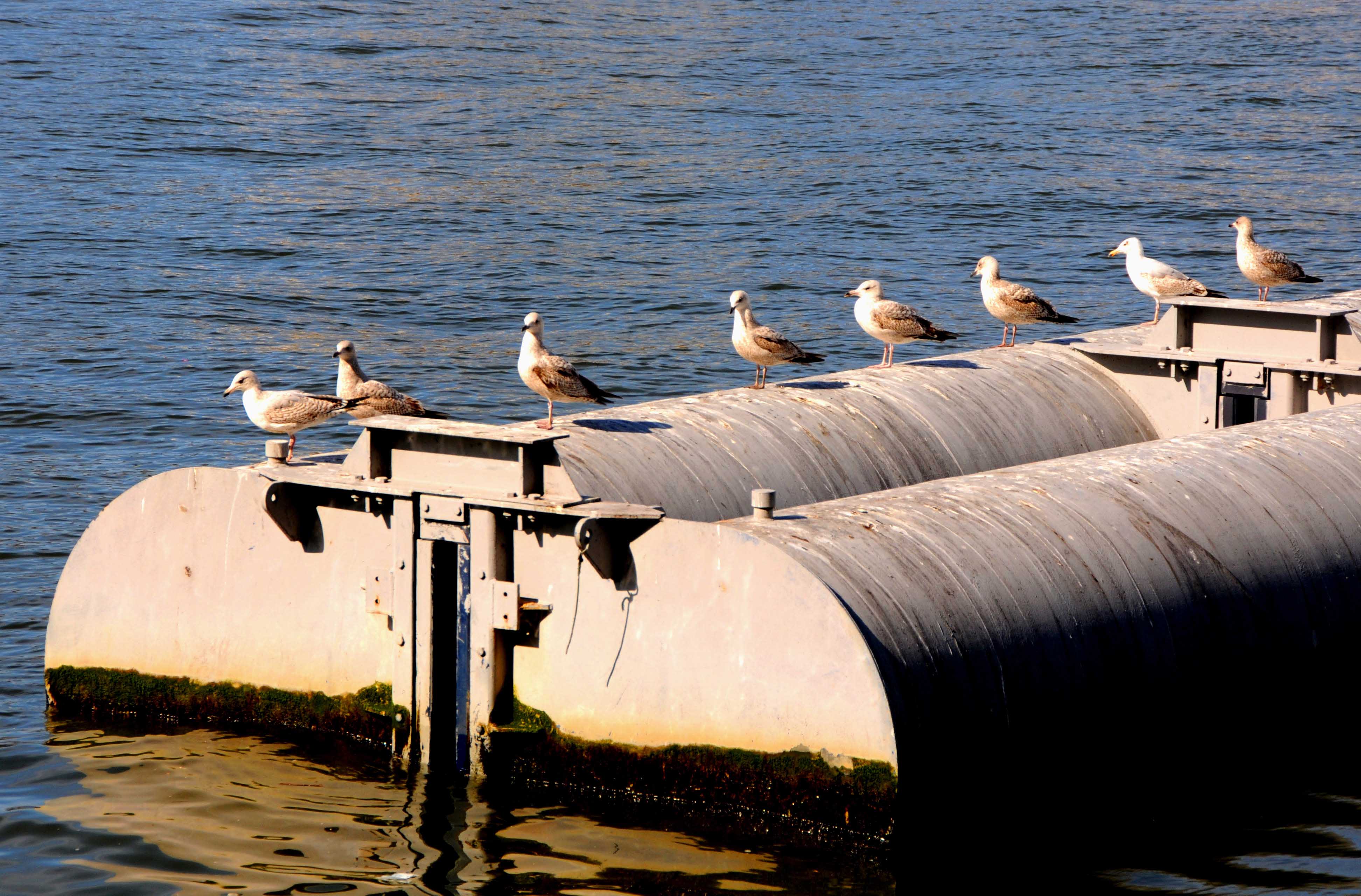 04_Peace Guardians on the Thames.jpg