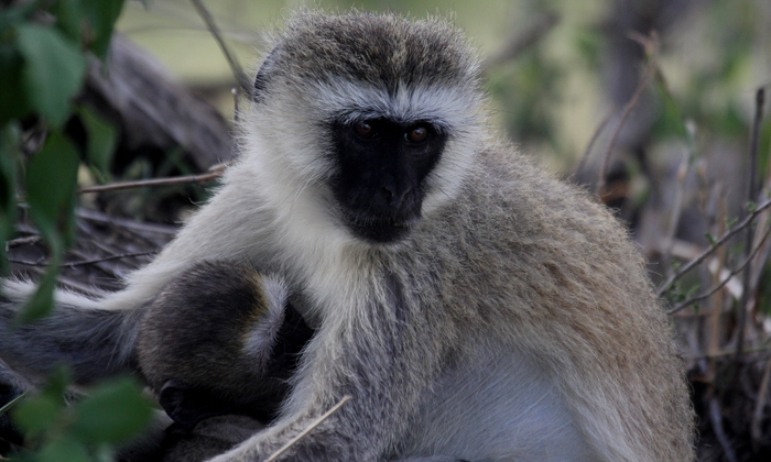 Vervet monkey