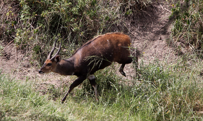 Bush buck