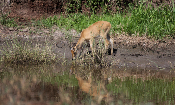 Common Reedbuck