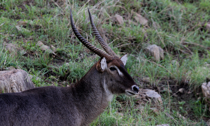 Common waterbuck