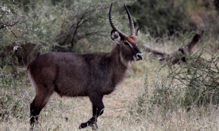 Defassa waterbuck