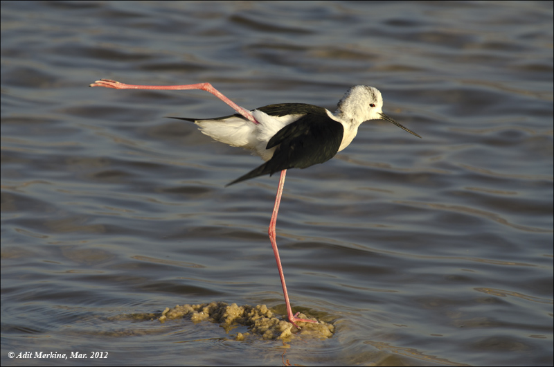  AM_03312012_Blach-winged Stilt_001 - email.jpg