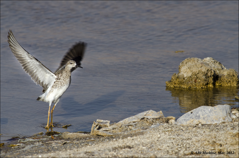 AM_03282012_Ruff_002 - email.jpg