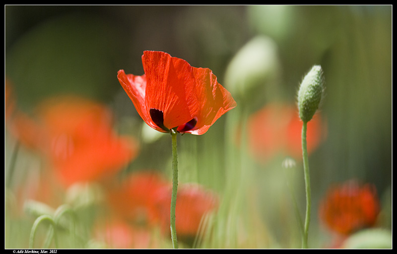 AM_ W Flower_03142011_013.jpg