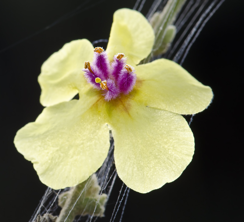 AM_ W Flower_16062012_026.jpg