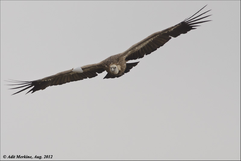 AM_ GÉ_Vulture_30082012_002- email.jpg