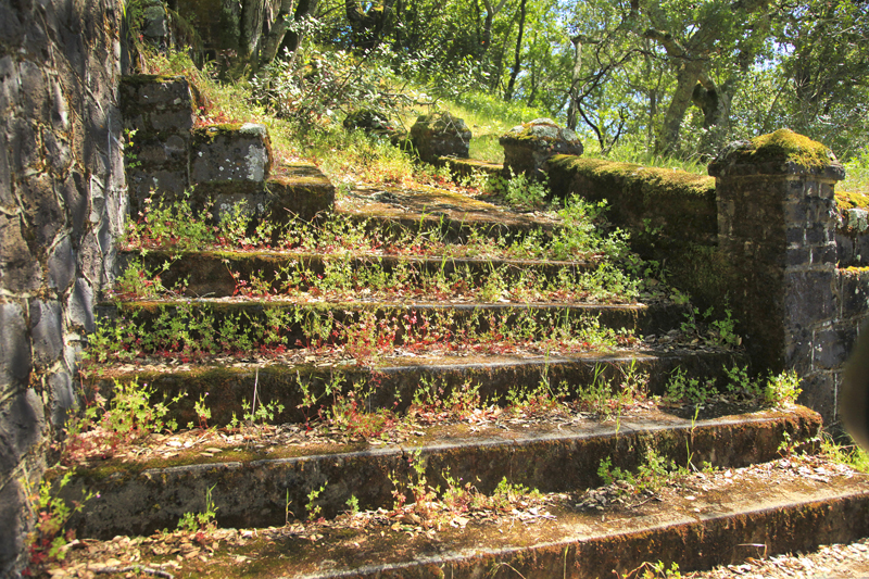 turning steps ivy.jpg