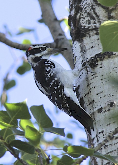 Hairy Woodpecker (male)