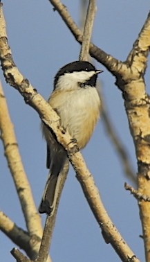 Black-capped Chickadee