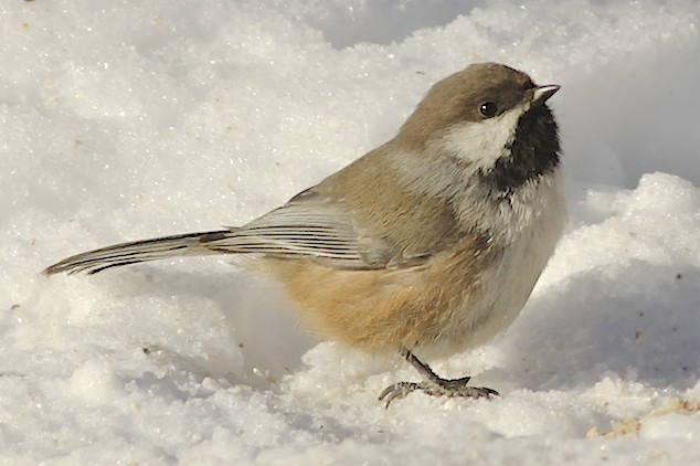 Boreal Chickadee