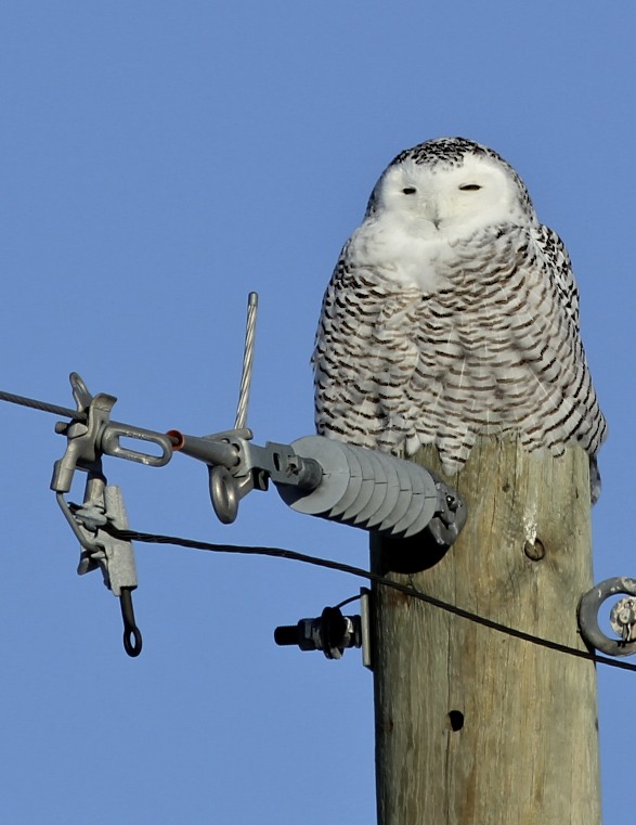 Snowy Owl