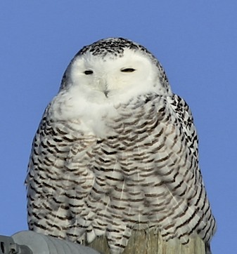 Snowy Owl